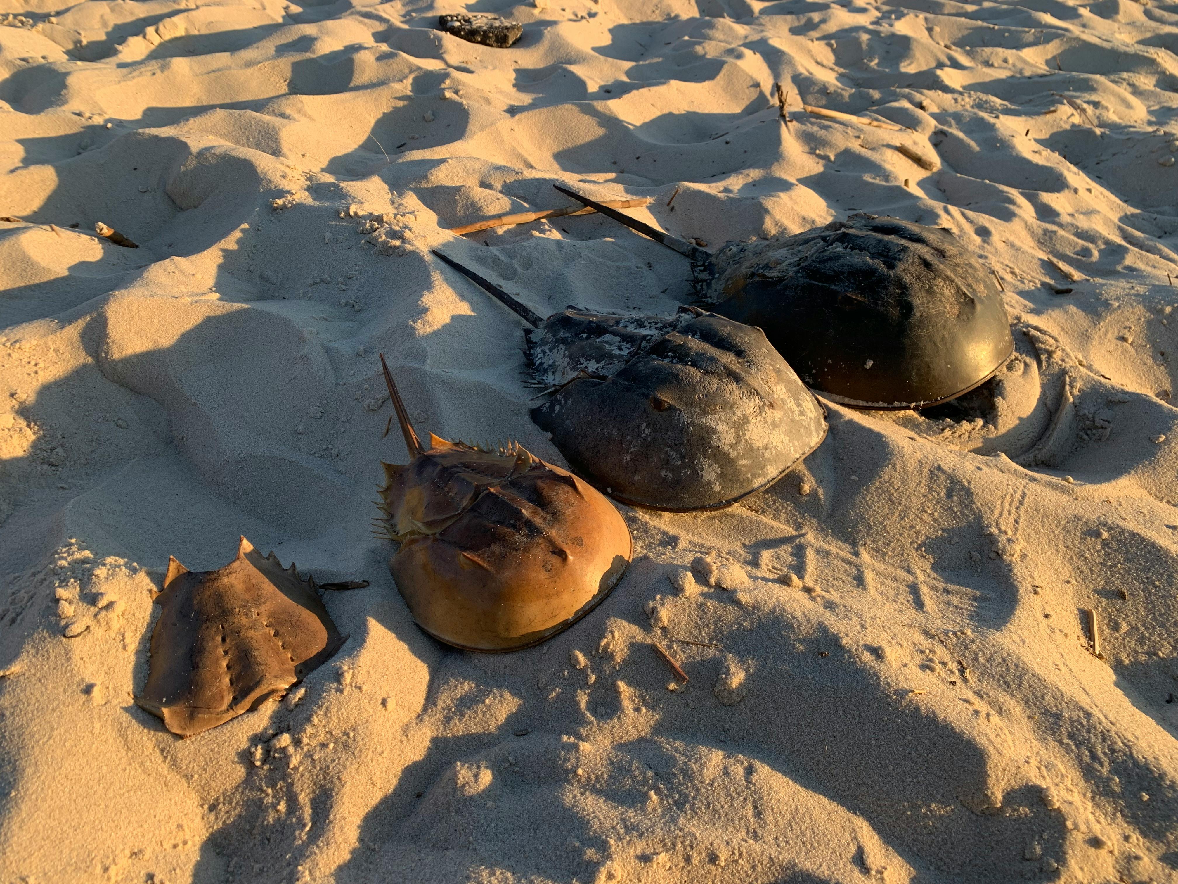 A group of horseshoe crabs which have not changed in millions of years